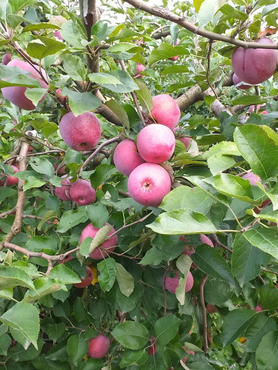 Afacere la cheie (livadă pe rod + teren)