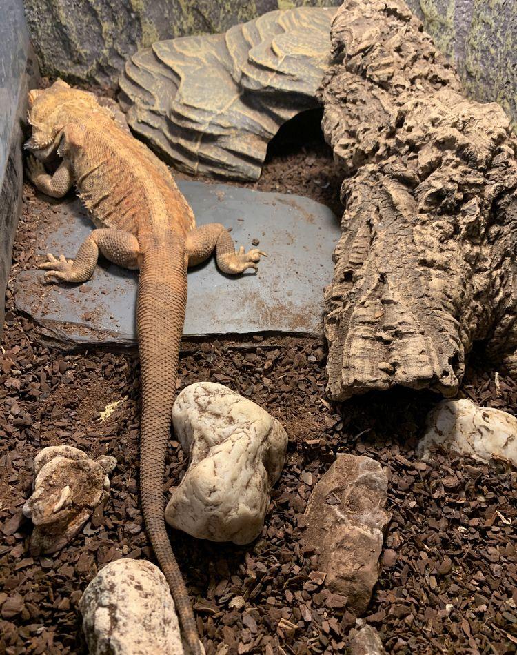 Agama cu barba - dragon cu barba