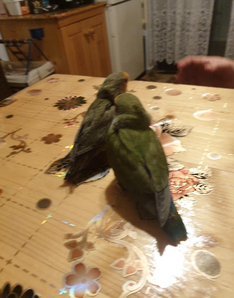 agapornis domestic
