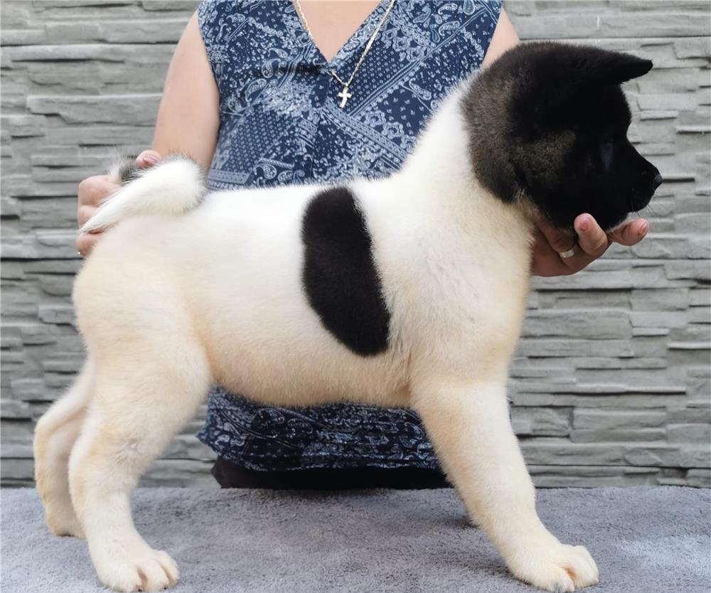 Akita American