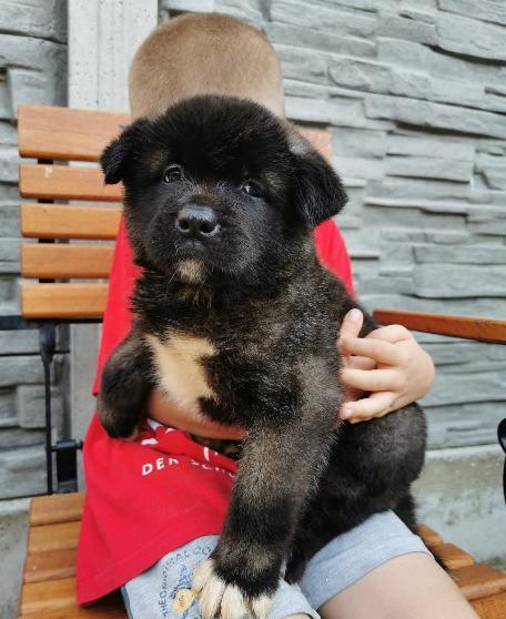 Akita American