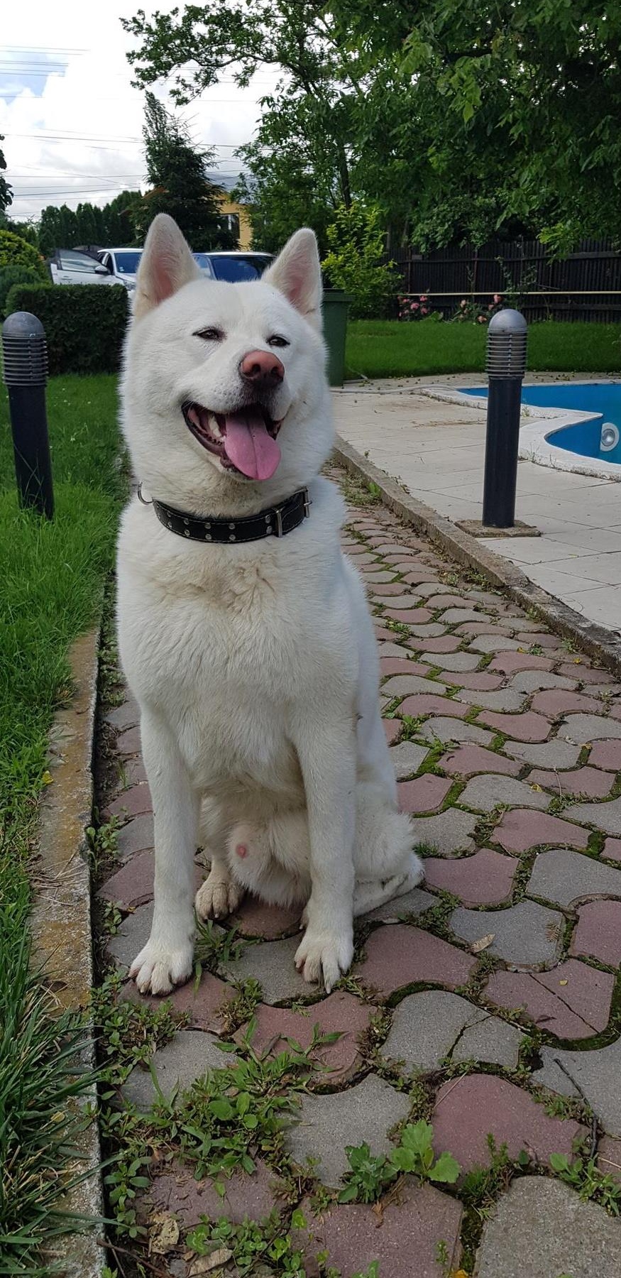 Akita inu