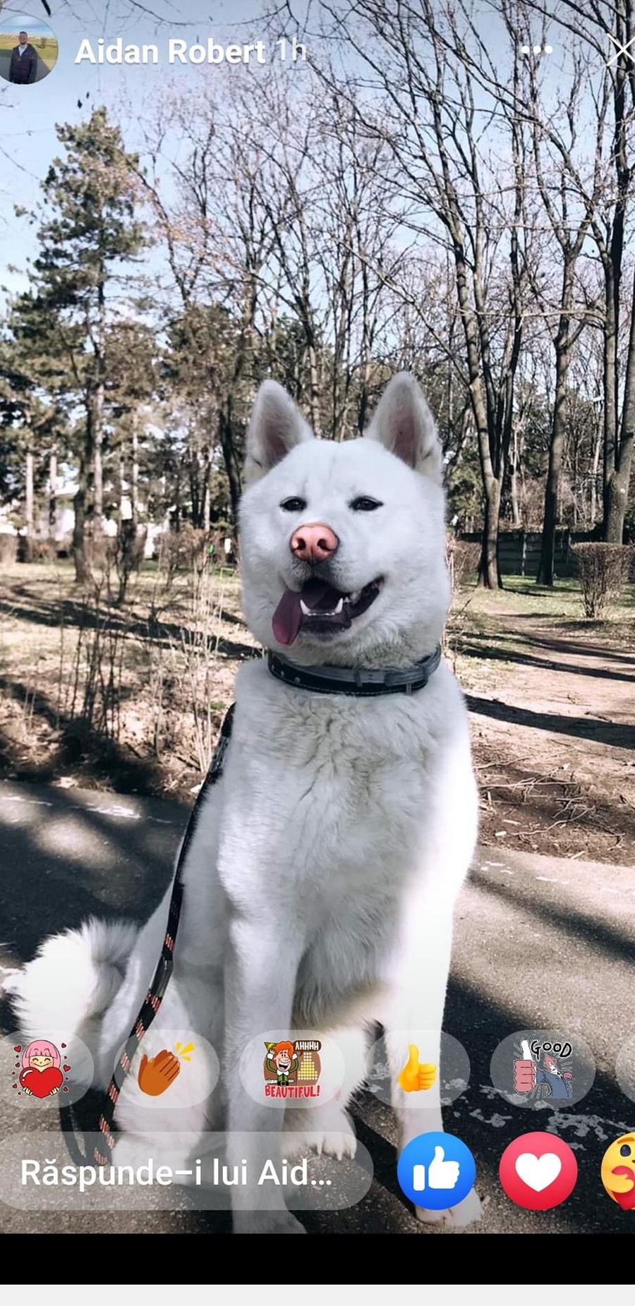Akita inu
