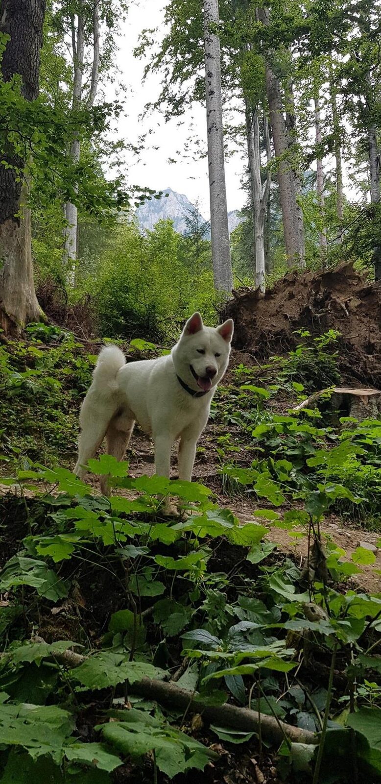 Akita inu