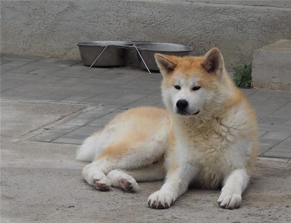 akita inu 7 luni