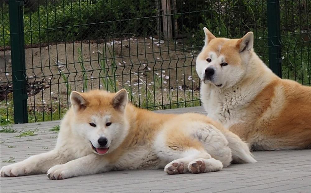 akita inu 7 luni