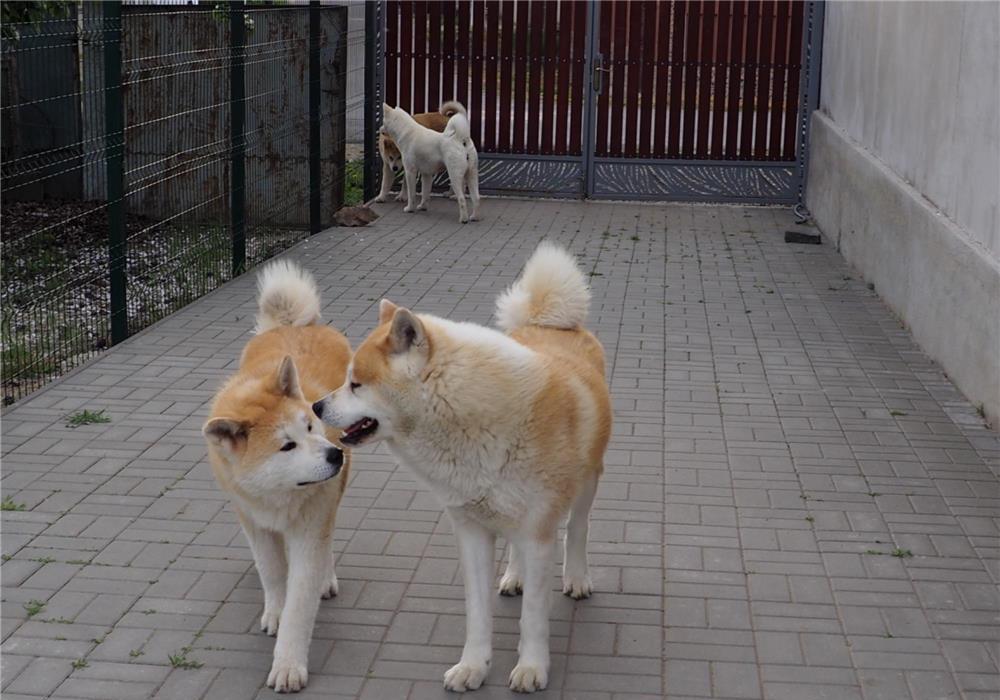 akita inu 7 luni