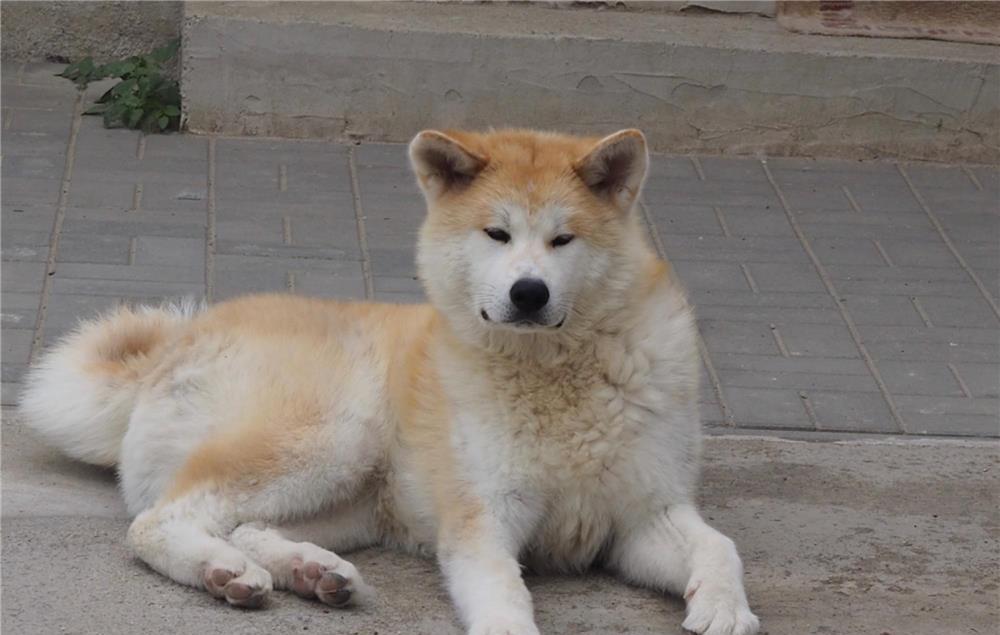 akita inu 7 luni