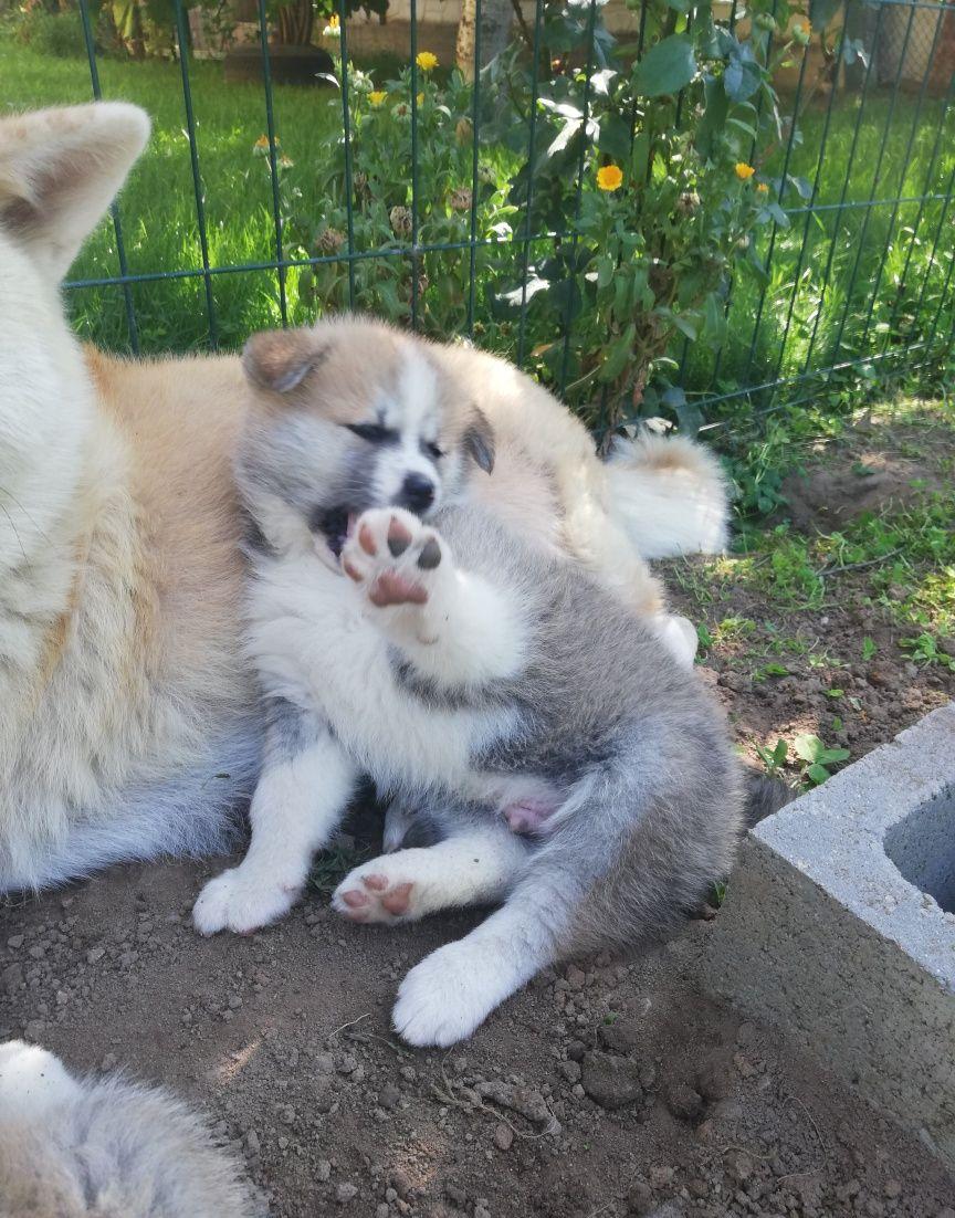 Akita Inu japonez
