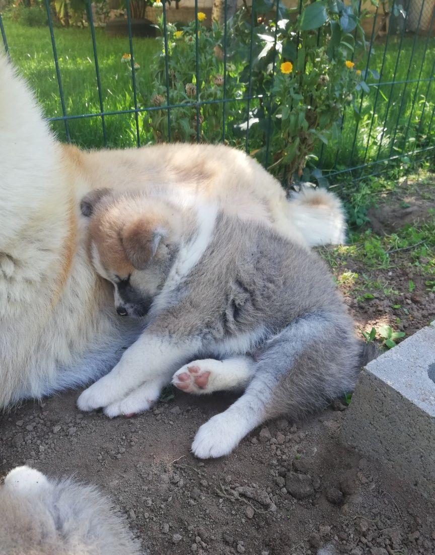 Akita Inu japonez