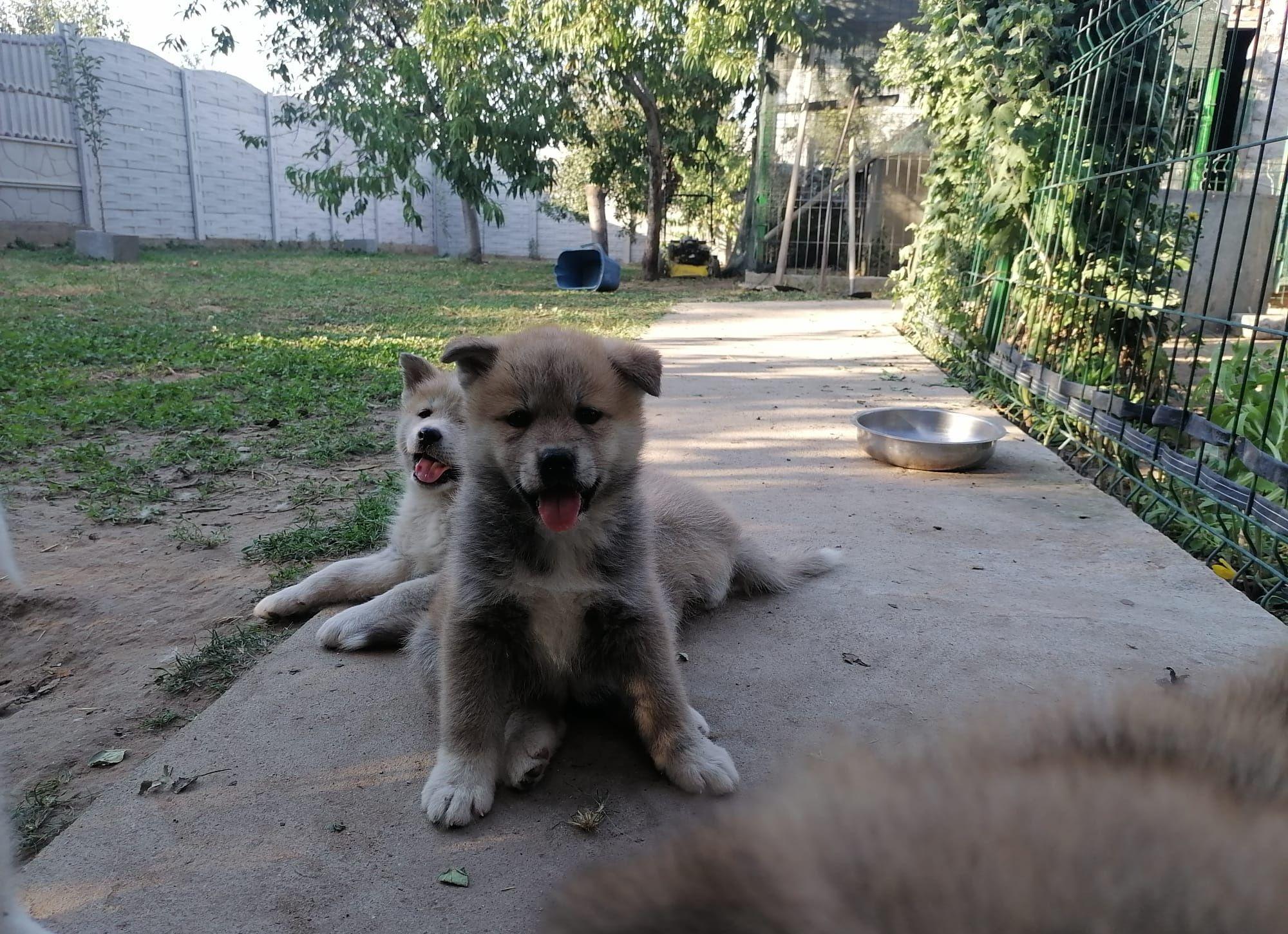 Akita Inu japonez