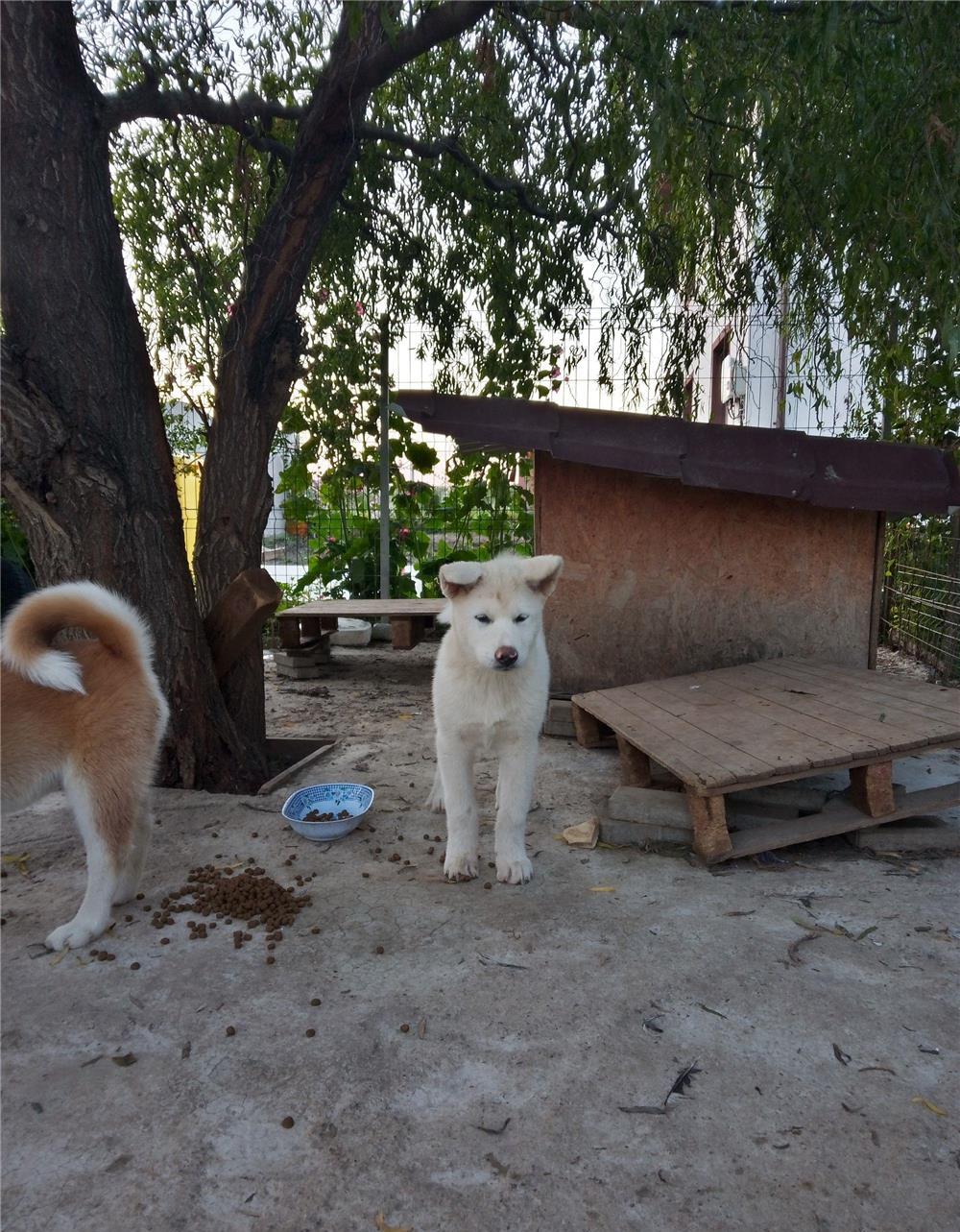 Akita japonez