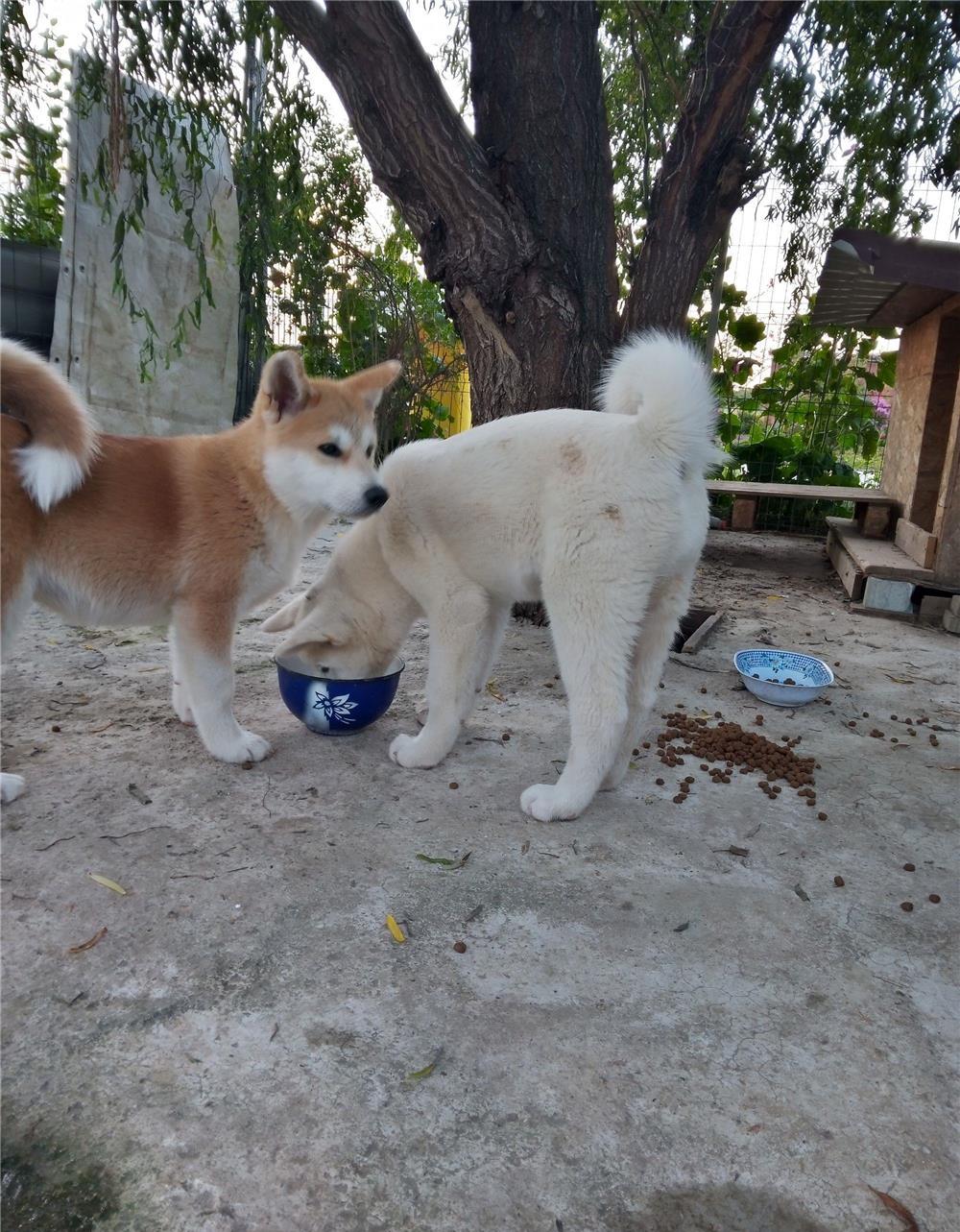 Akita japonez