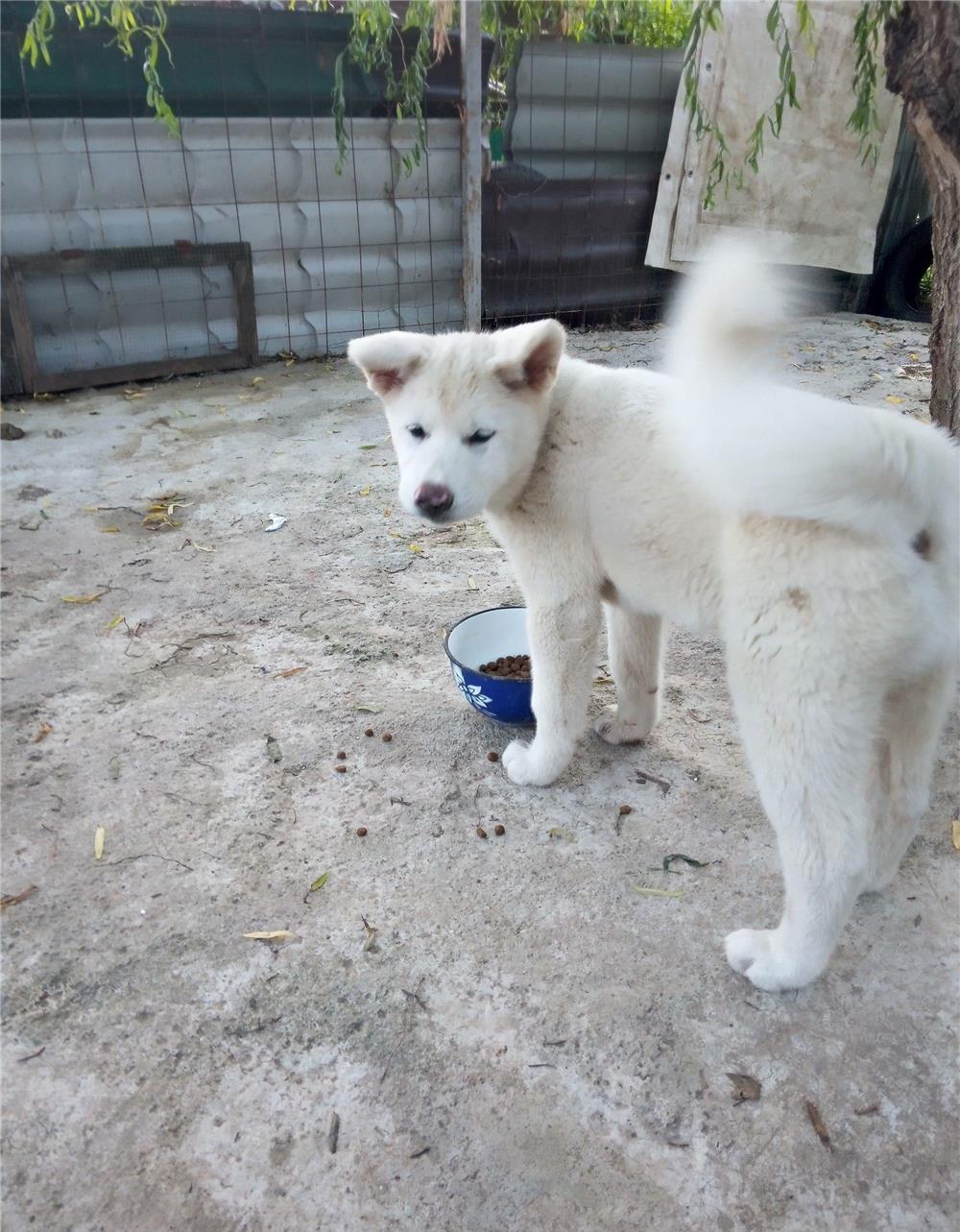 Akita japonez