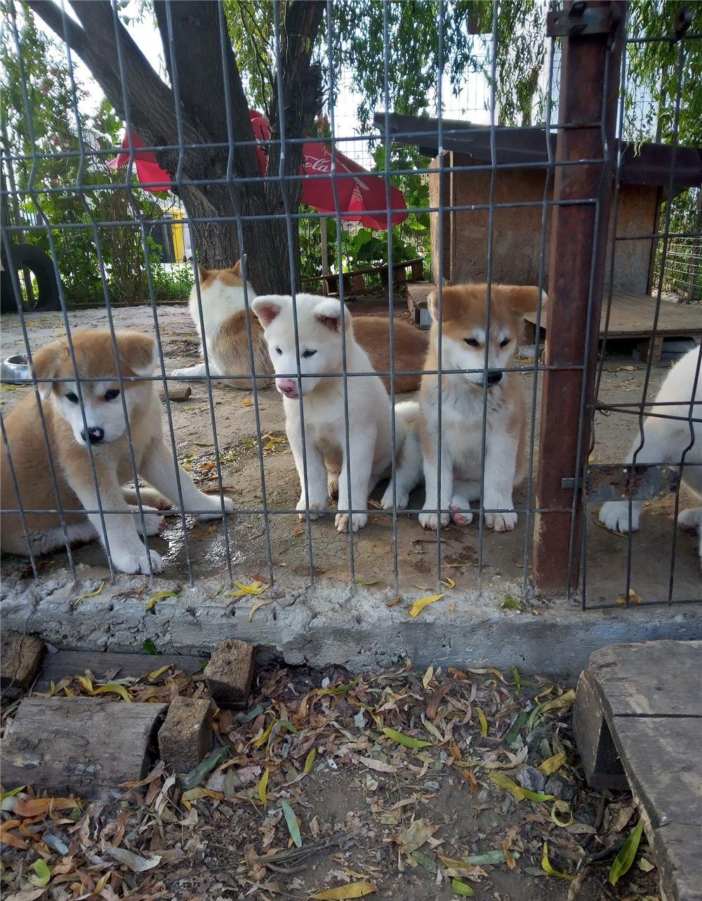 Akita japonez