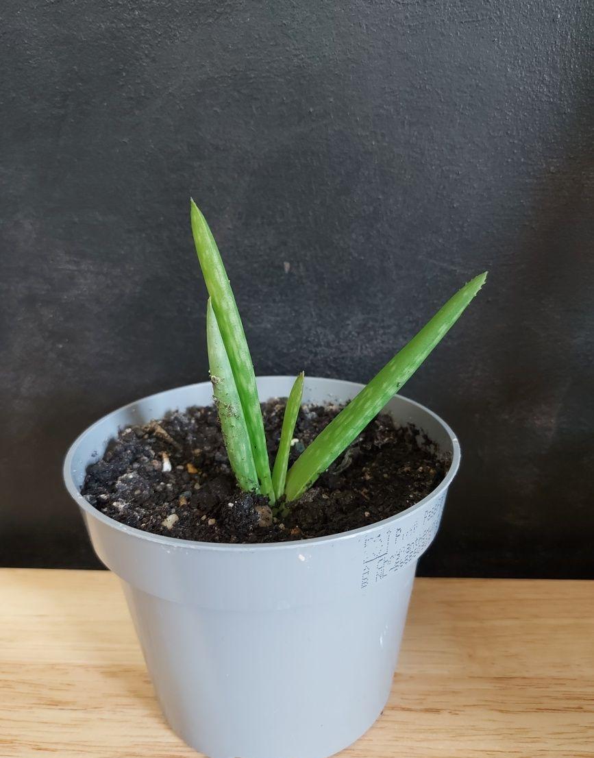 Aloe Vera Barbadensis Miller