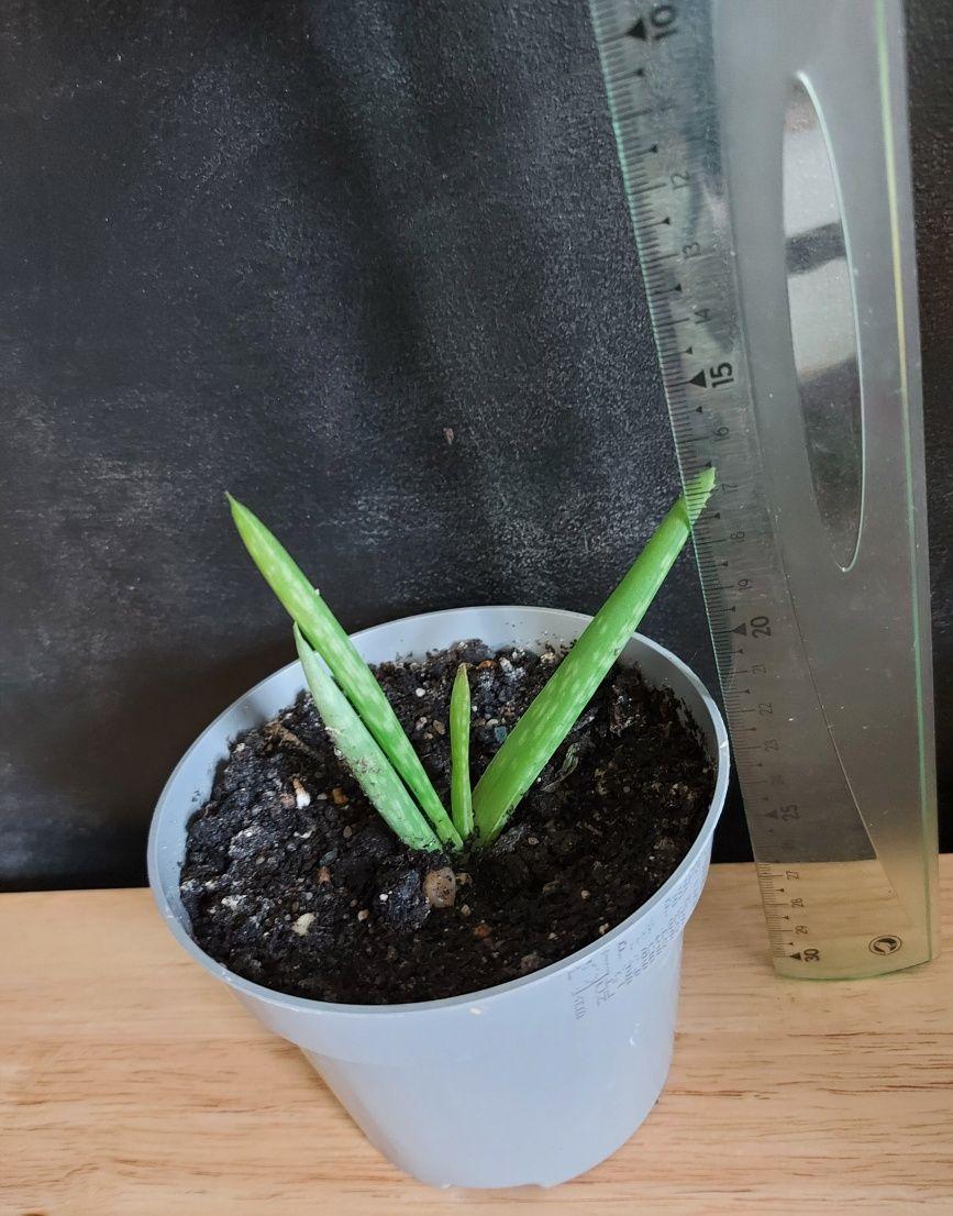 Aloe Vera Barbadensis Miller