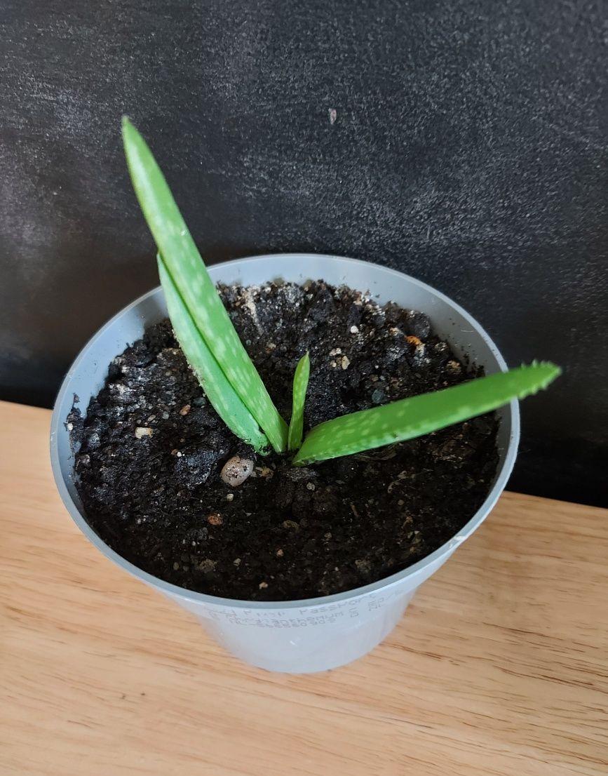 Aloe Vera Barbadensis Miller