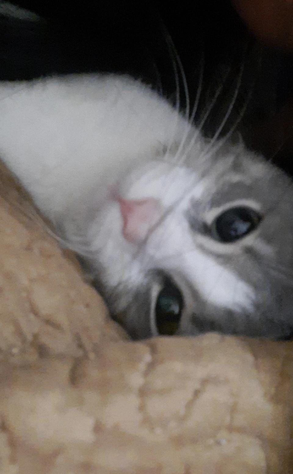 Am grija de animale