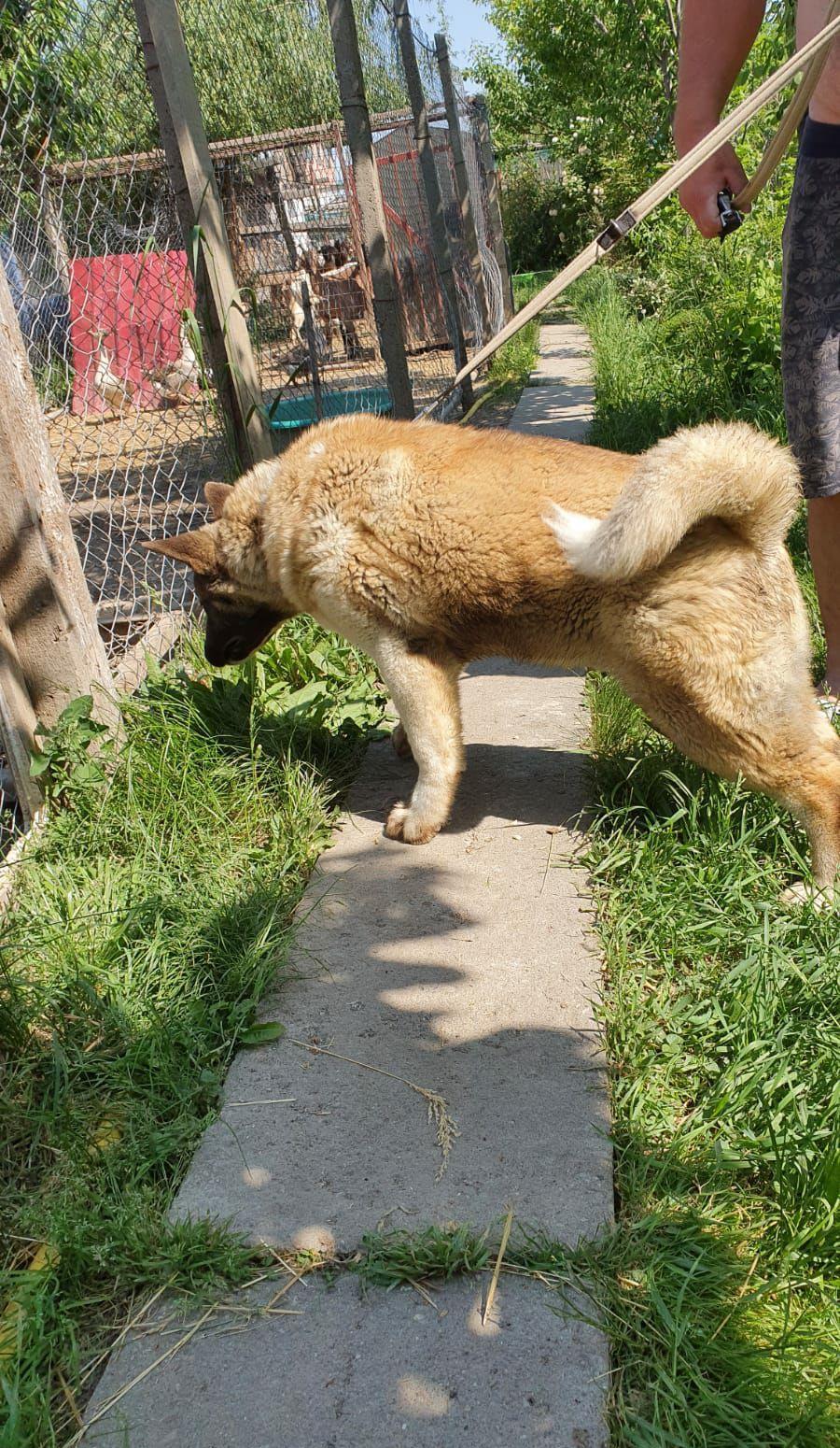 American akita