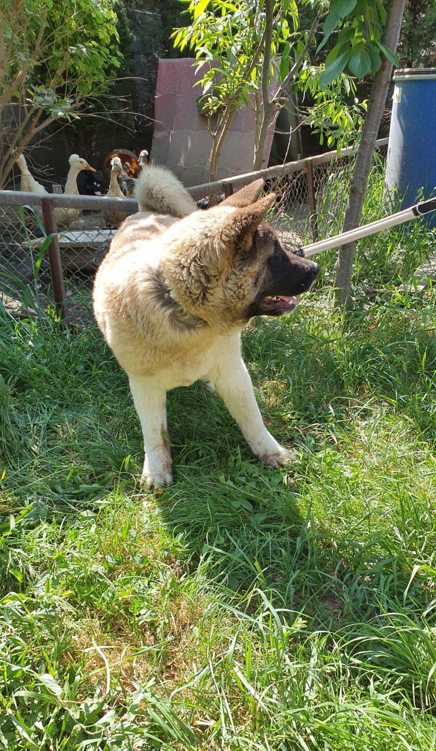 American akita