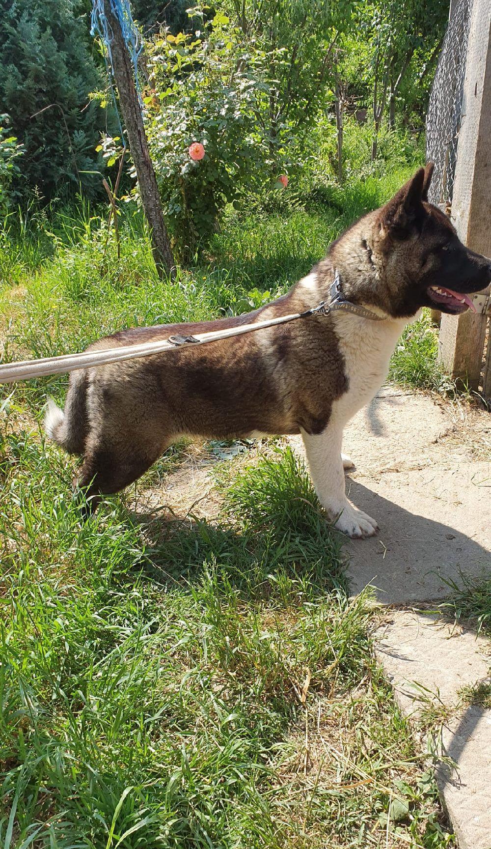 American akita
