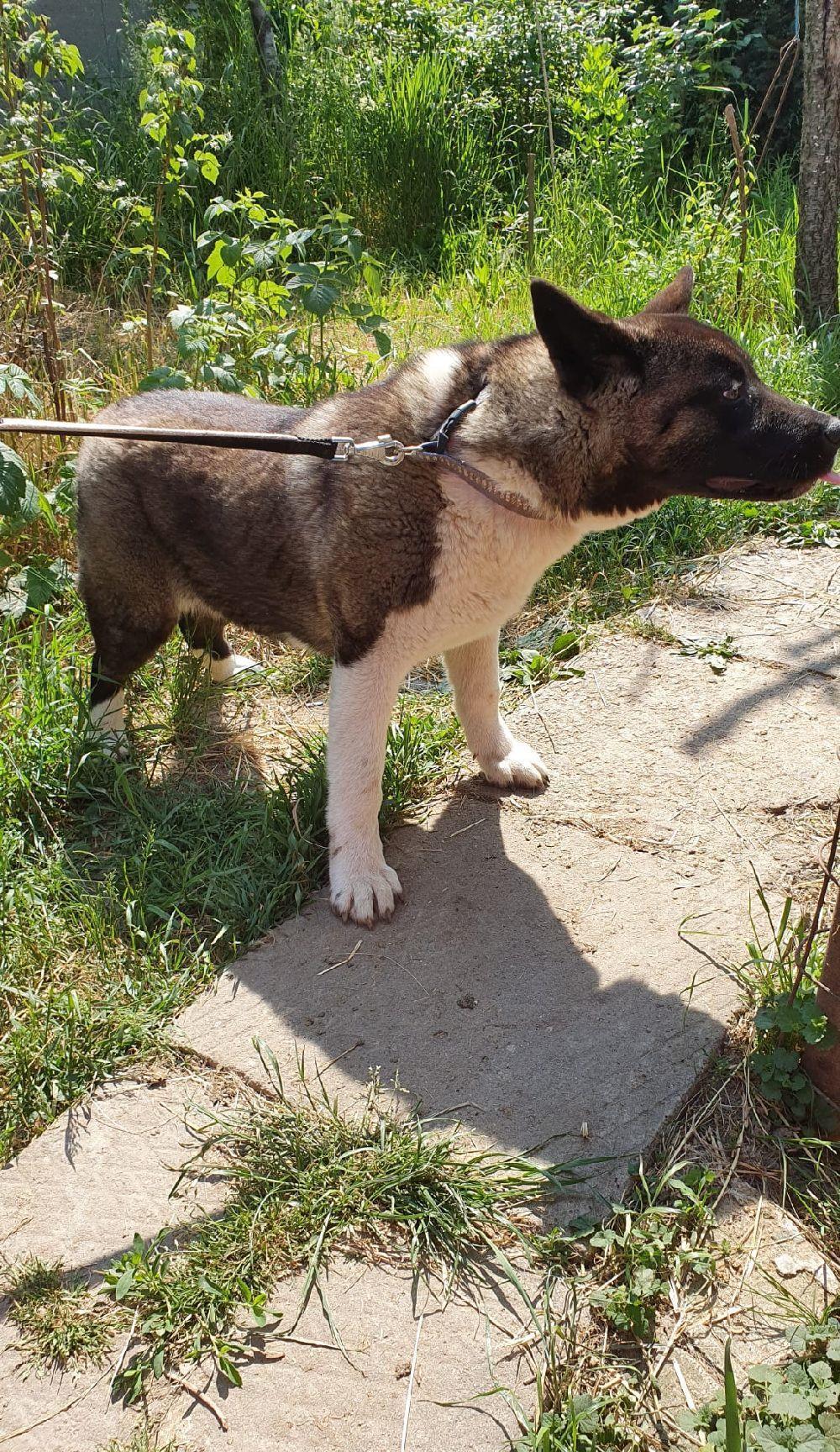 American akita