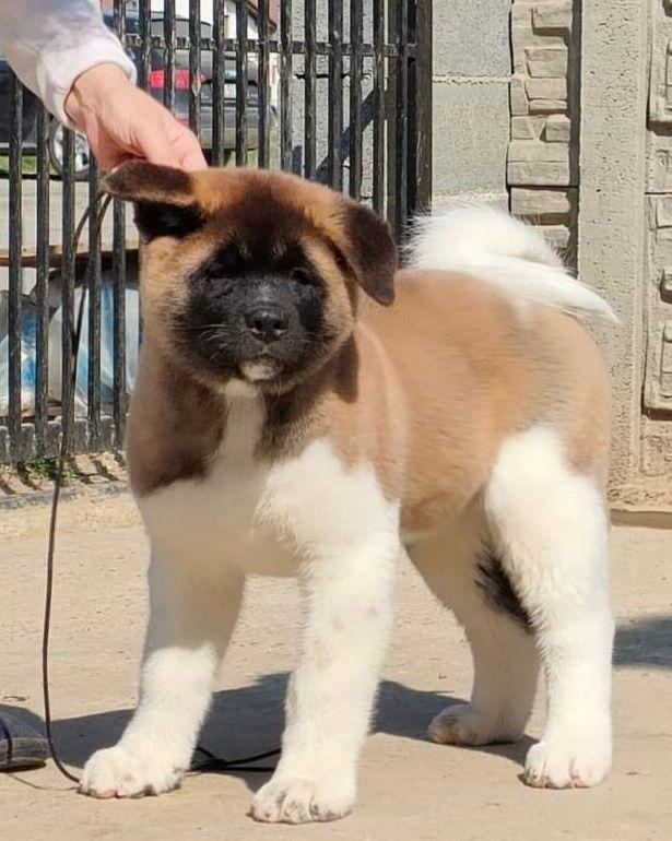 American Akita din parinti campioni
