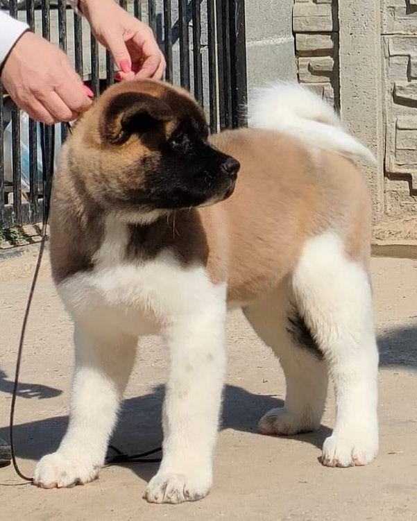 American Akita din parinti campioni
