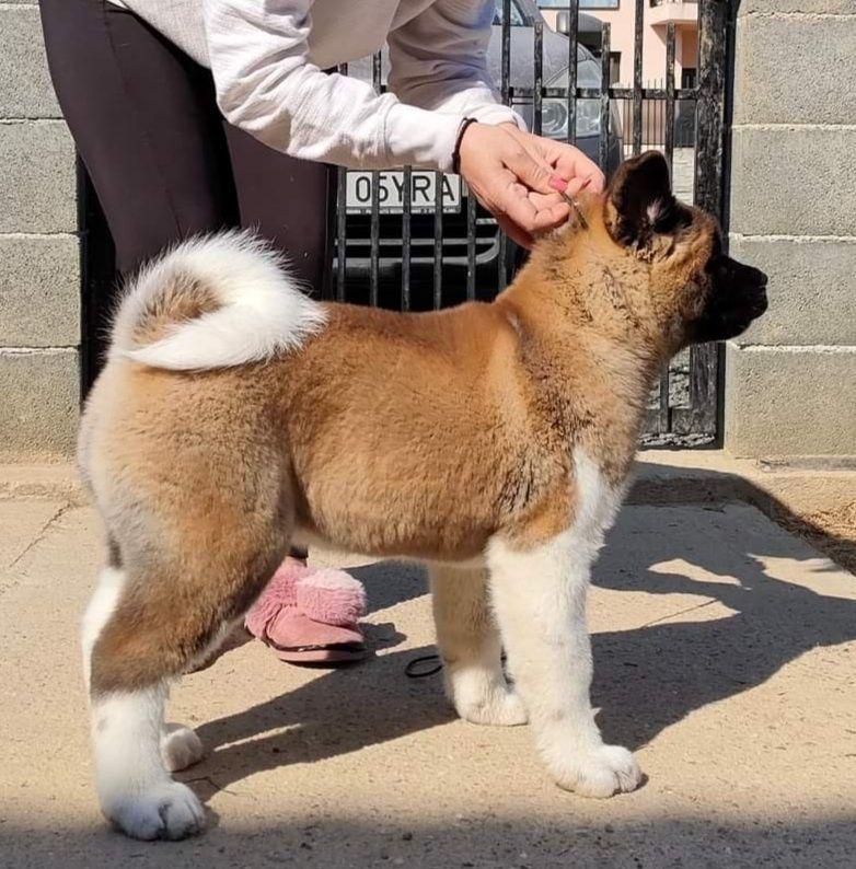 American Akita din parinti campioni