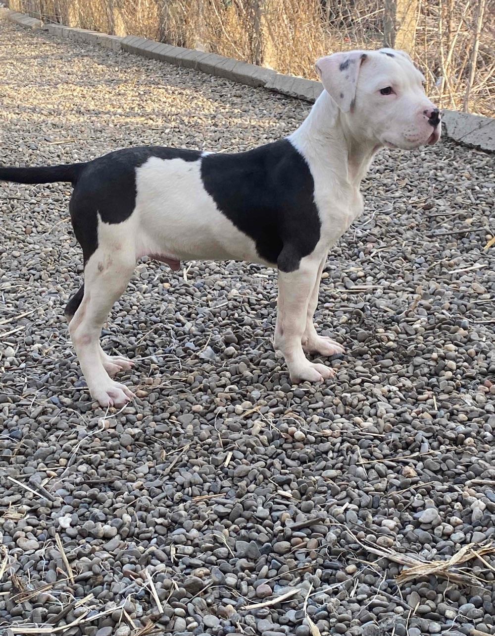 American Bully cu pedigree