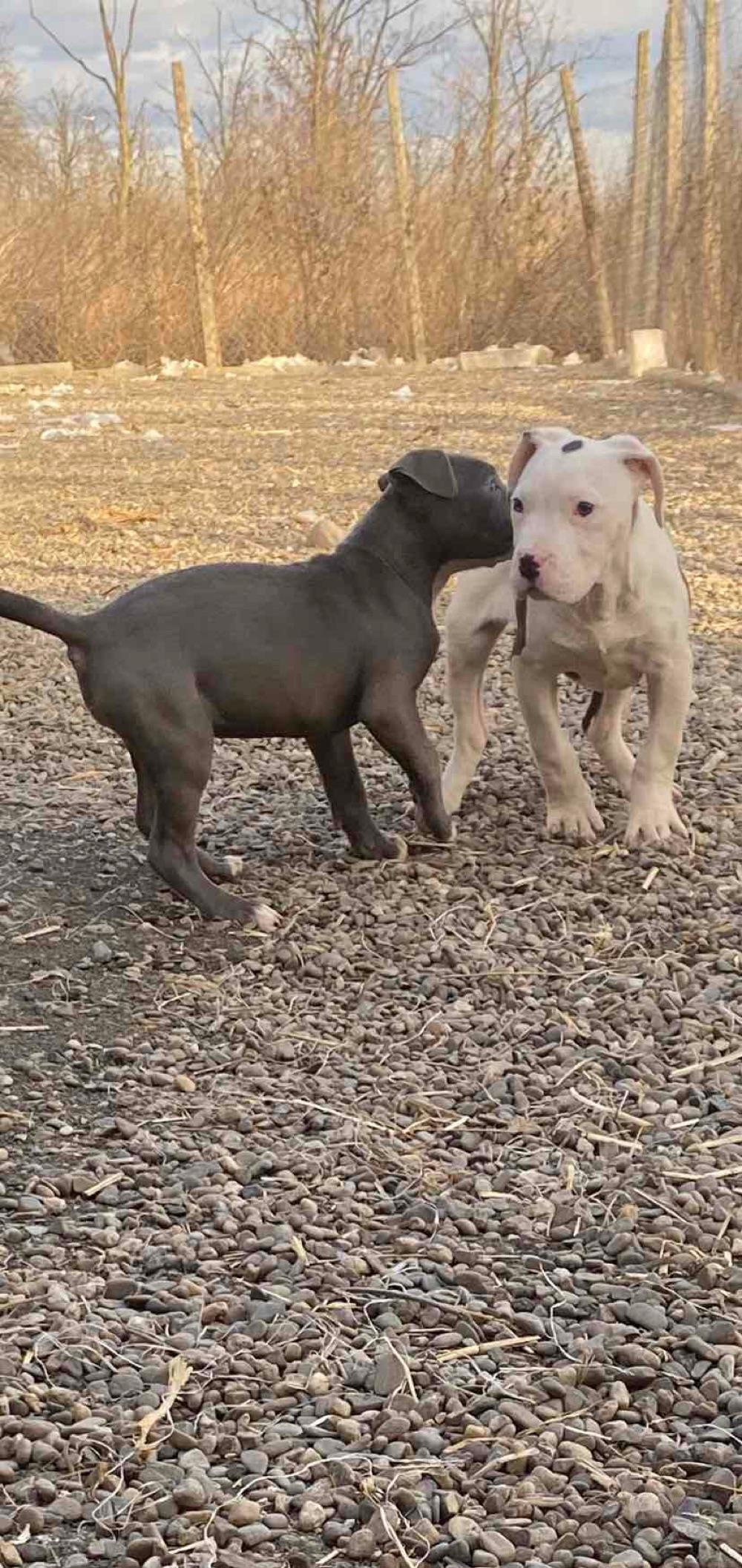 American Bully cu pedigree