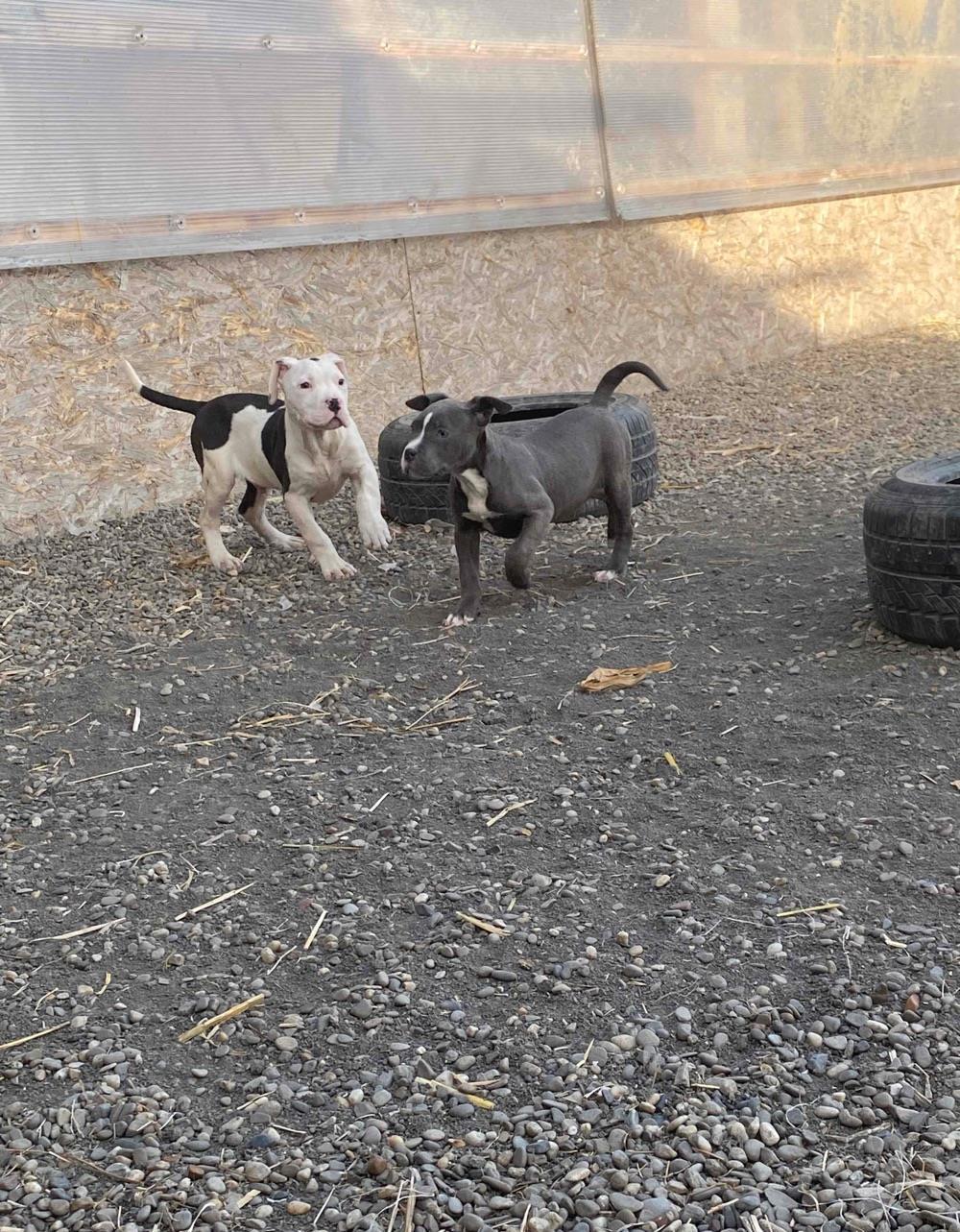 American Bully cu pedigree