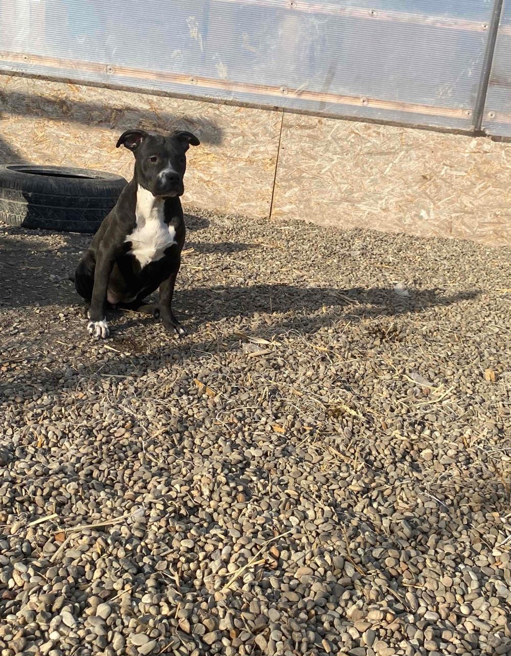 American Bully Masculi si female