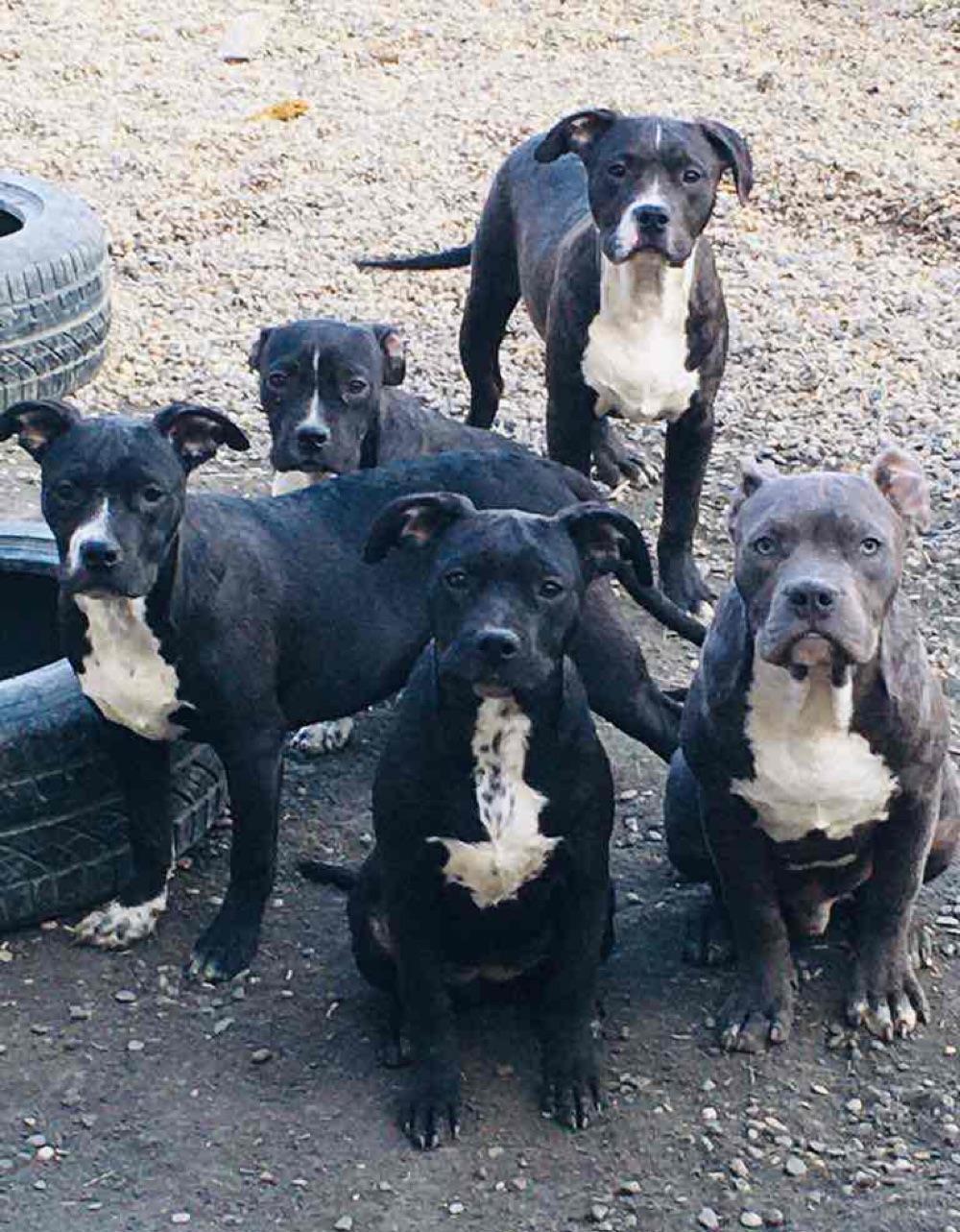 American Bully Masculi si female