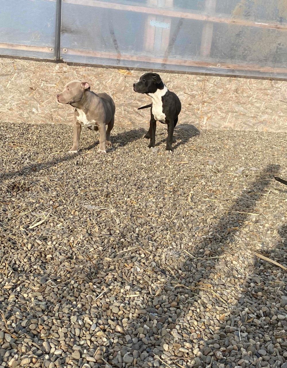 American Bully Masculi si female