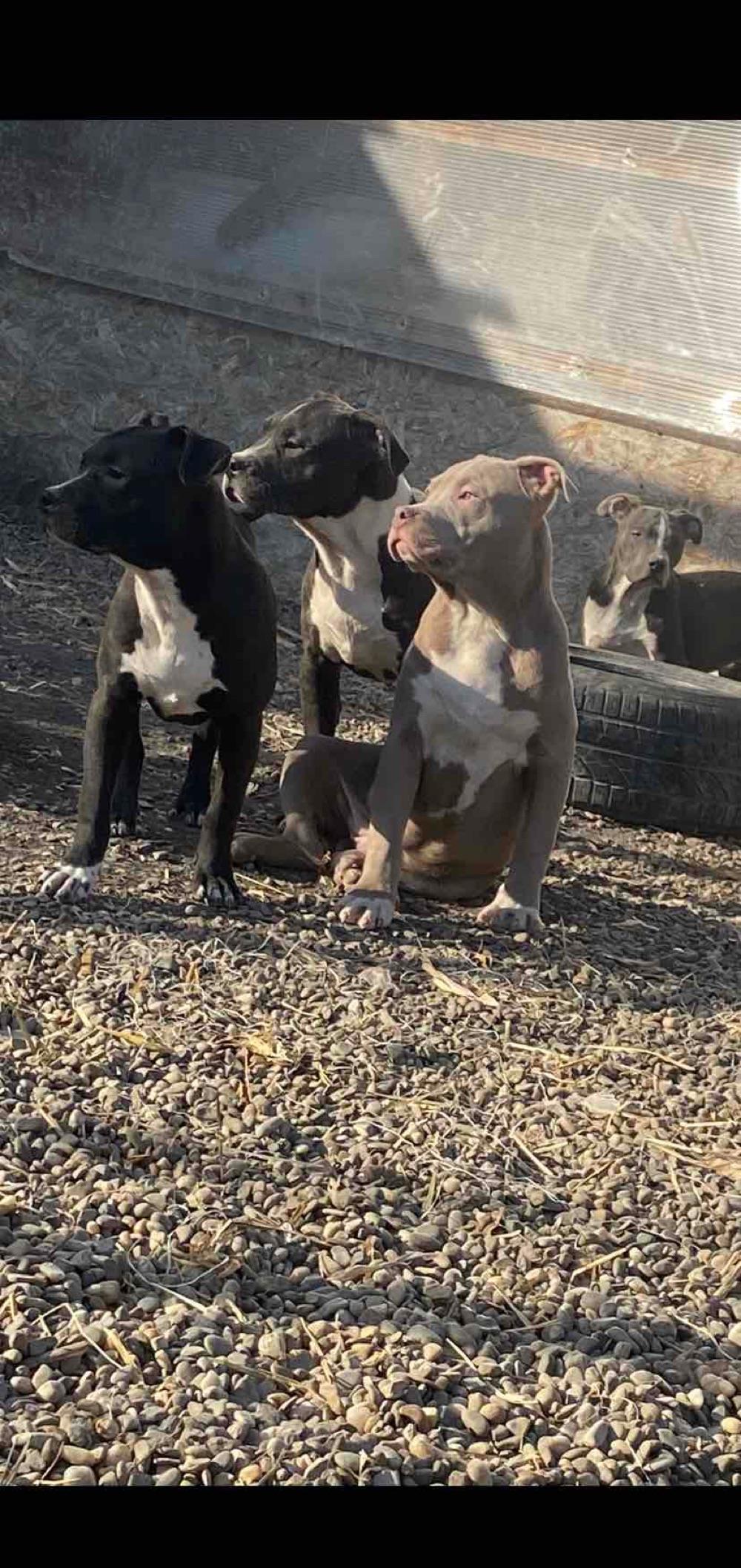 American Bully Masculi si female