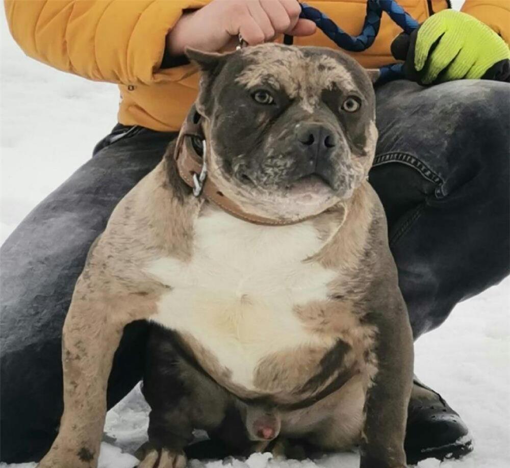 American Bully masculi si femele adulti cu Pedigree ABKC