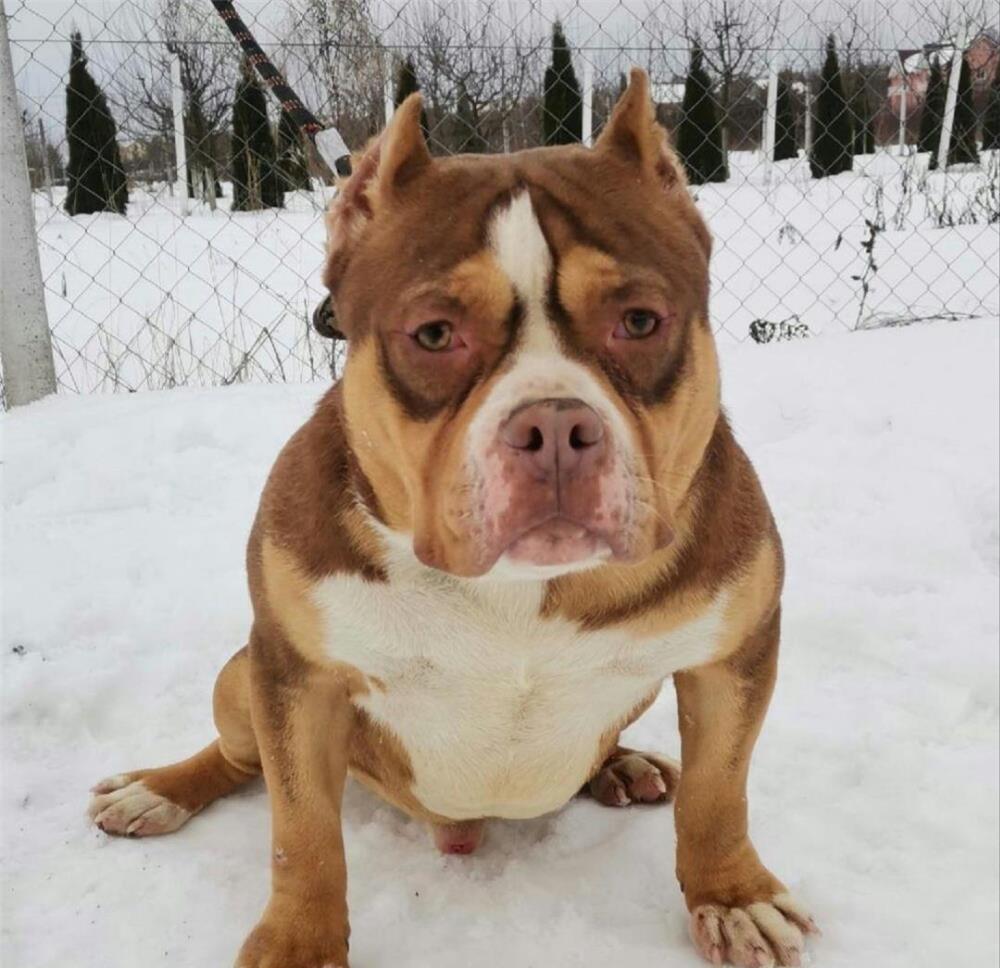 American Bully masculi si femele adulti cu Pedigree ABKC