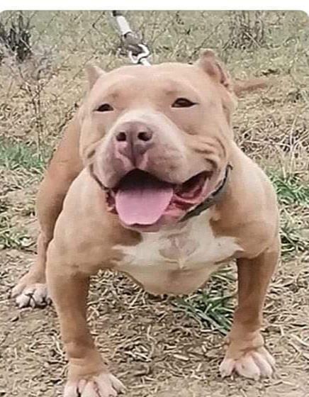 American Bully masculi si femele adulti cu Pedigree ABKC