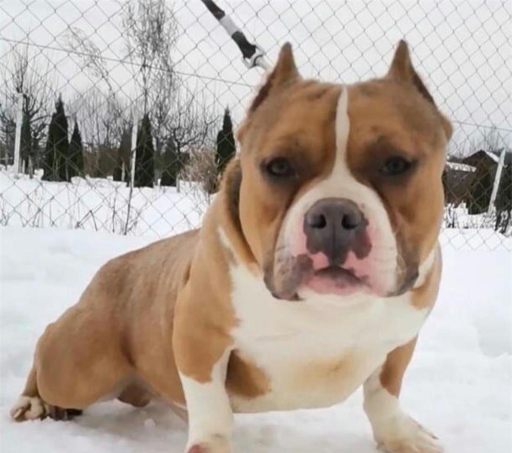 American Bully masculi si femele adulti cu Pedigree ABKC