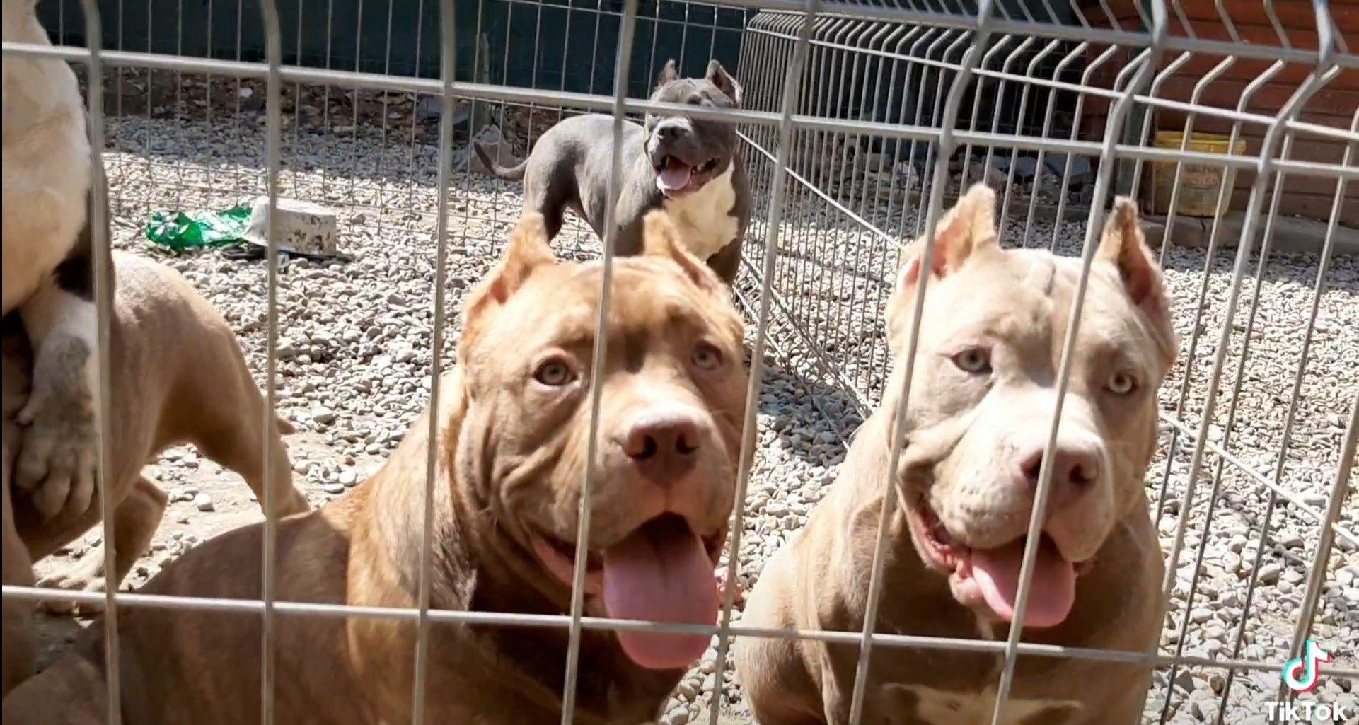 American Bully Pocket culori deosebite, pedigree ABKC 4luni