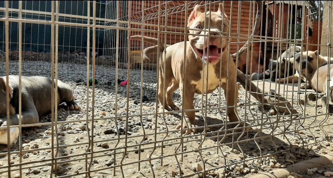 American Bully Pocket culori deosebite, pedigree ABKC 4luni