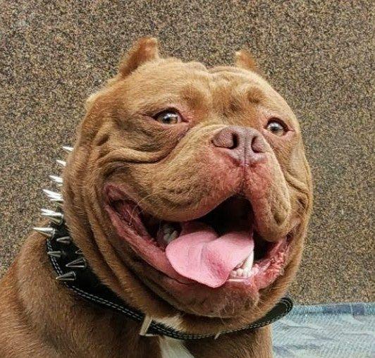 American Bully Pocket culori deosebite, pedigree ABKC 4luni