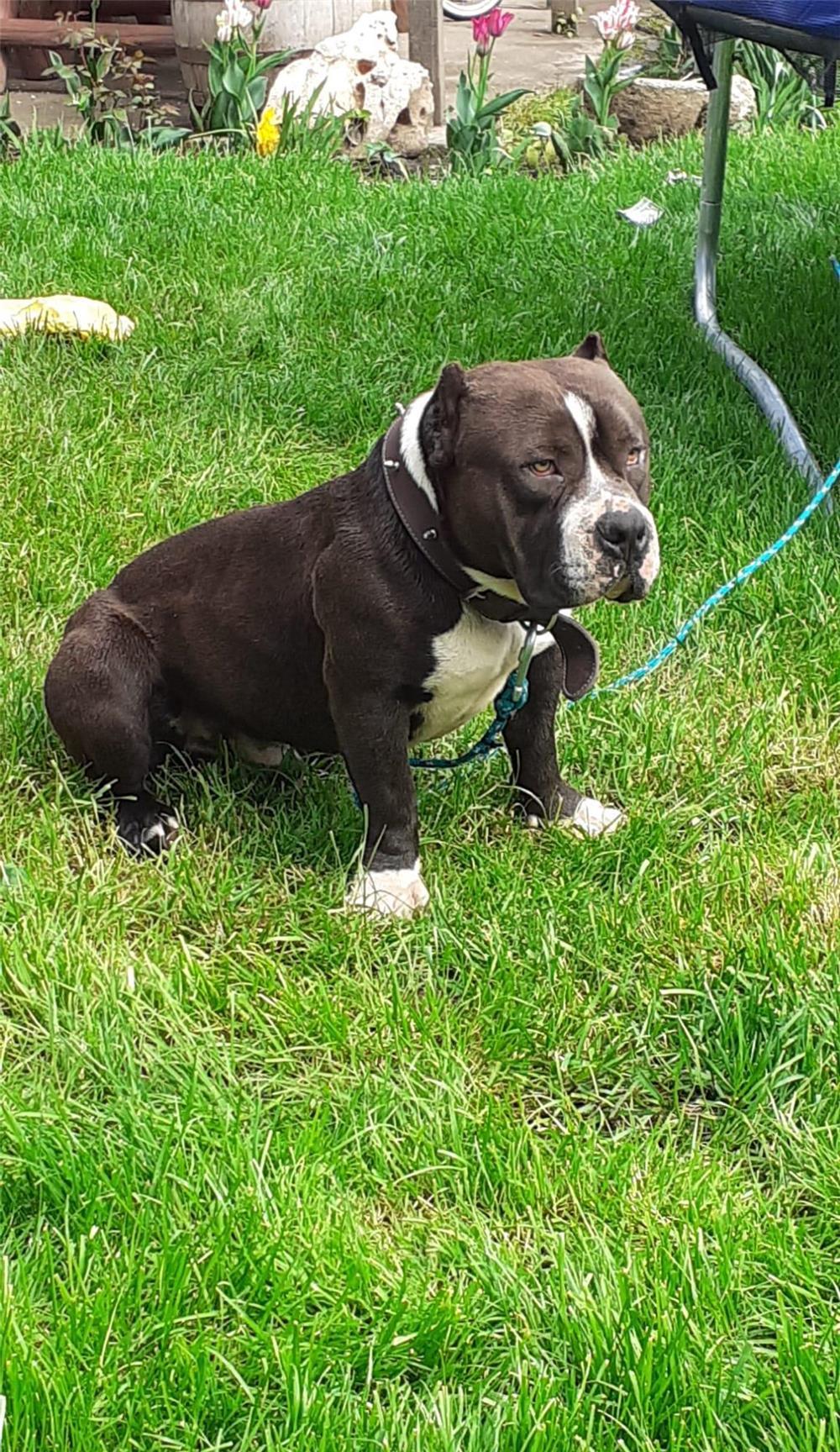 American bully standard