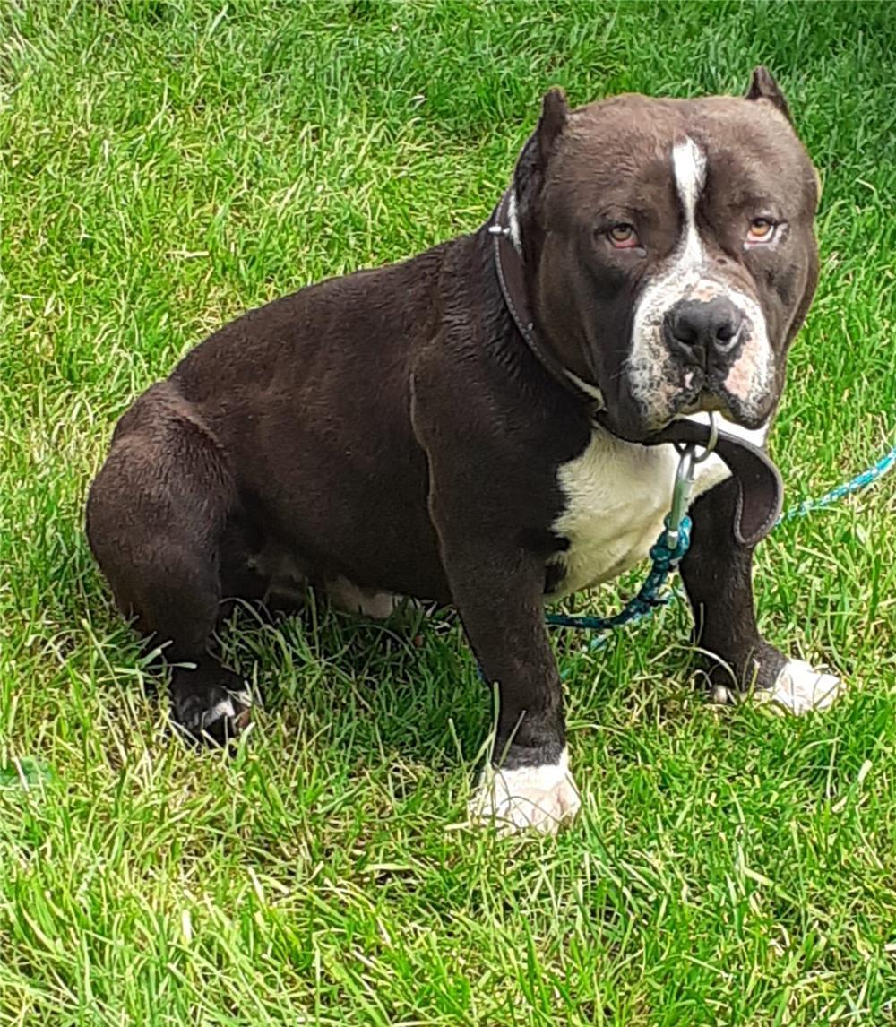American bully standard