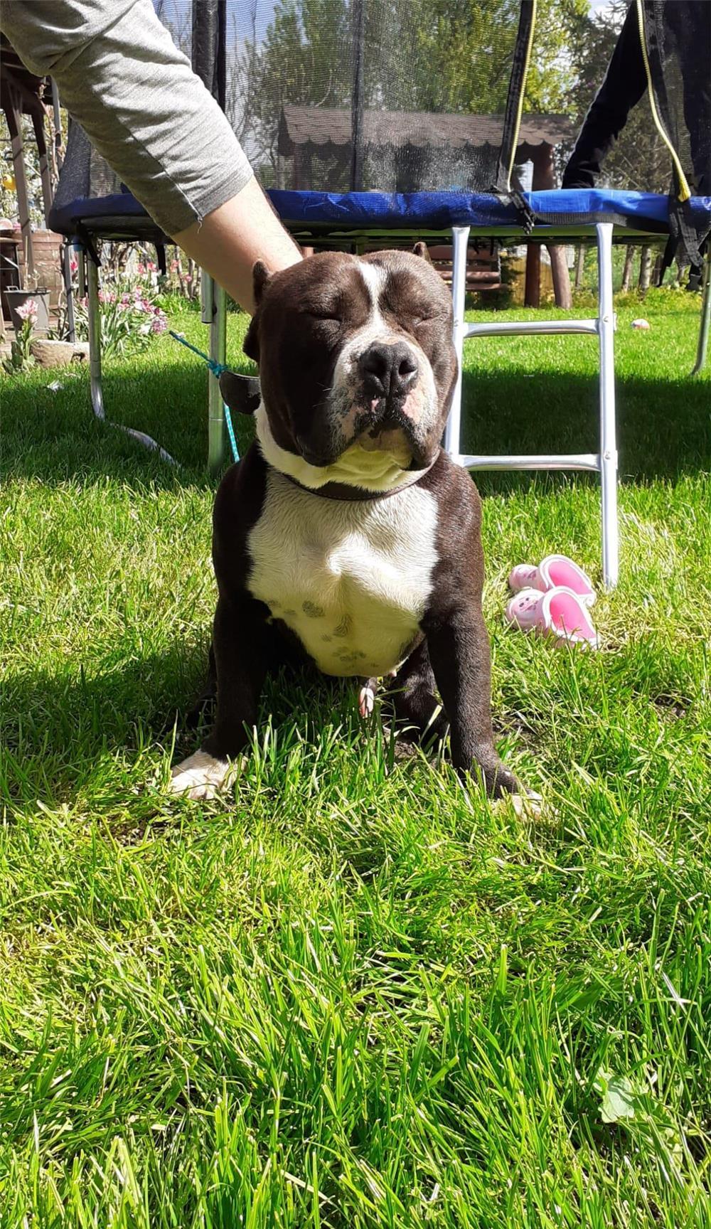 American bully standard