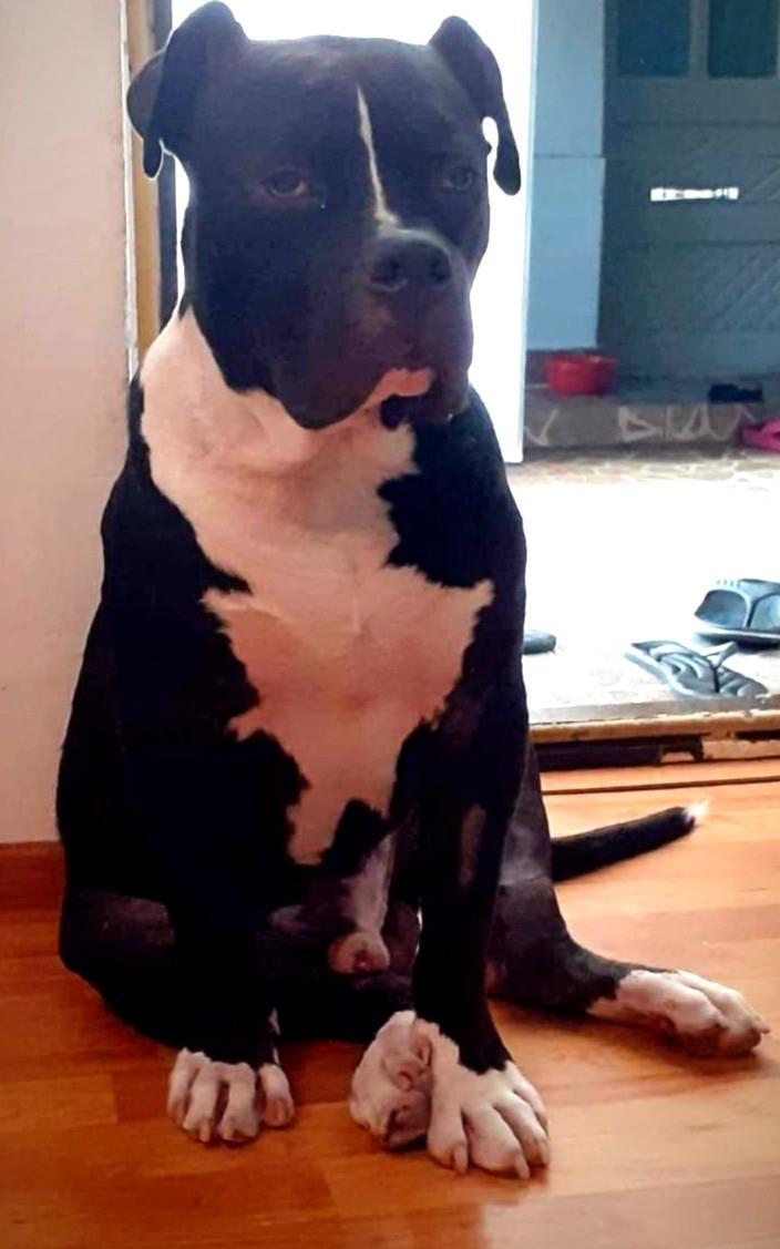 American bully xxl pentru monta