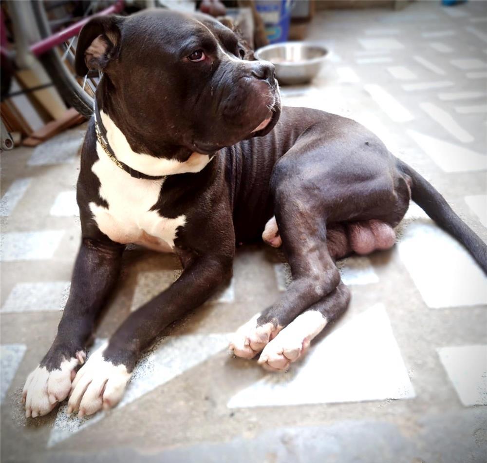 American bully xxl pentru monta