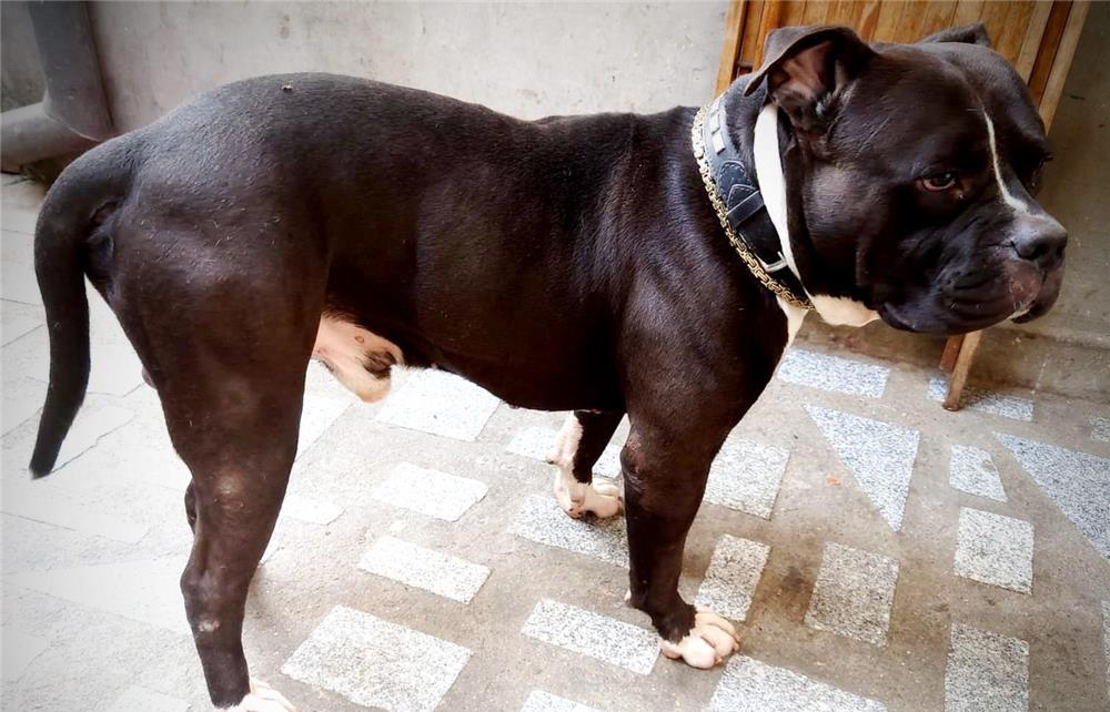American bully xxl pentru monta